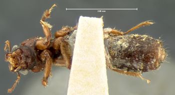 Media type: image;   Entomology 6528 Aspect: habitus ventral view